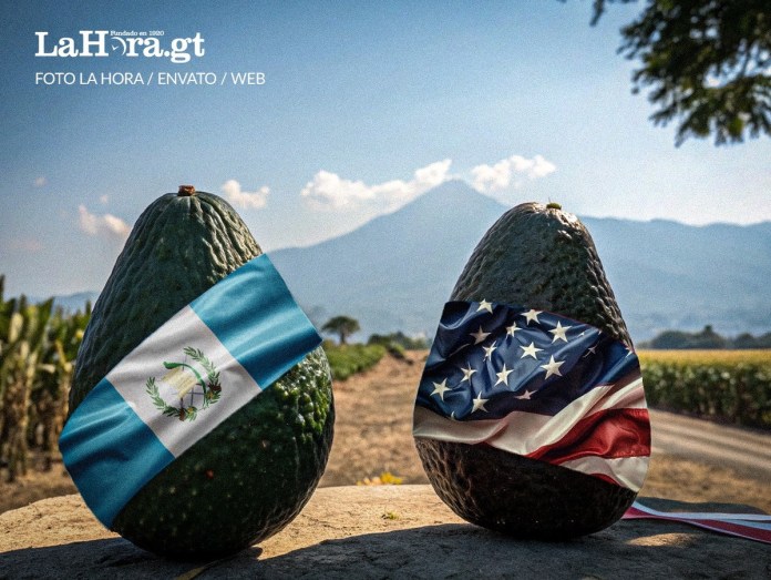 Avanza proceso de admisibilidad del aguacate Hass de Guatemala en Estados Unidos