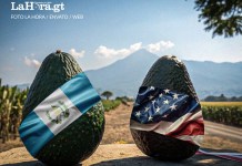 Avanza proceso de admisibilidad del aguacate Hass de Guatemala en Estados Unidos
