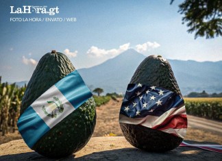 ¿Hay fecha para exportación Guatemala se prepara para incorporar al aguacate hacia Estados Unidos