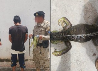 Capturan a hombre en Zacapa por portar especie de iguana en peligro de extinción