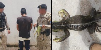 Capturan a hombre en Zacapa por portar especie de iguana en peligro de extinción Capturan a hombre en Zacapa por portar especie de iguana en peligro de extinción