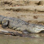 ¿Cómo convivir con cocodrilos?: esto dice Conap para evitar incidentes. Foto La Hora: Naturalist.