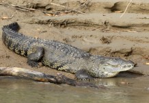 ¿Cómo convivir con cocodrilos?: esto dice Conap para evitar incidentes. Foto La Hora: Naturalist.
