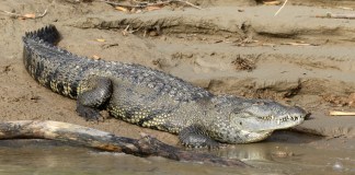 ¿Cómo convivir con cocodrilos?: esto dice Conap para evitar incidentes. Foto La Hora: Naturalist.