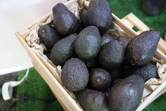 Rumbo a la exportación hacia EE. UU. el aguacate como proyecto de país