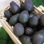 Rumbo a la exportación hacia EE. UU. el aguacate como proyecto de país
