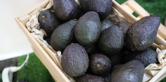 Rumbo a la exportación hacia EE. UU. el aguacate como proyecto de país