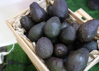 Rumbo a la exportación hacia EE. UU. el aguacate como proyecto de país