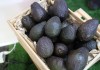 Rumbo a la exportación hacia EE. UU. el aguacate como proyecto de país