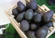 Rumbo a la exportación hacia EE. UU.: el aguacate como proyecto de país Rumbo a la exportación hacia EE. UU. el aguacate como proyecto de país