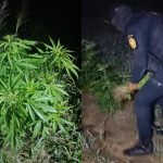 Agentes de SGAIA erradican más de 19 mil matas de marihuana ubicadas en El Caserío, Petén.