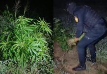Agentes de SGAIA erradican más de 19 mil matas de marihuana ubicadas en El Caserío, Petén.