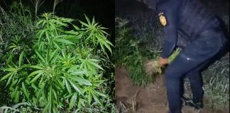 Agentes de SGAIA erradican más de 19 mil matas de marihuana ubicadas en El Caserío, Petén.