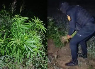 Agentes de SGAIA erradican más de 19 mil matas de marihuana ubicadas en El Caserío, Petén.