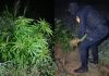 Agentes de SGAIA erradican más de 19 mil matas de marihuana ubicadas en El Caserío, Petén.