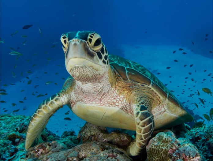 Tortugas Marinas. Foto La Hora: National Geographic.