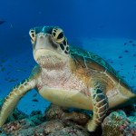 Tortugas Marinas. Foto La Hora: National Geographic.