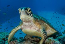 Tortugas Marinas. Foto La Hora: National Geographic.