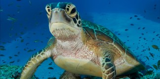 Tortugas Marinas. Foto La Hora: National Geographic.