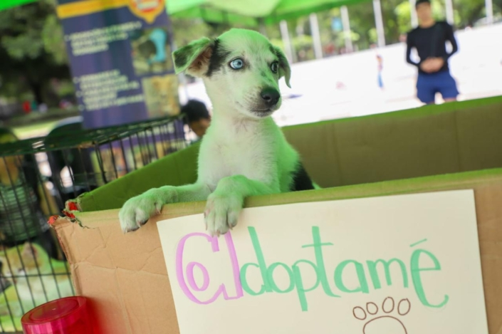 adopción
