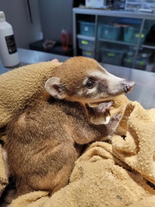 Mapaches, tucanes y zarigüeyas: 14 animales fueron liberados en el Parque Yaxhá Nakum Naranjo