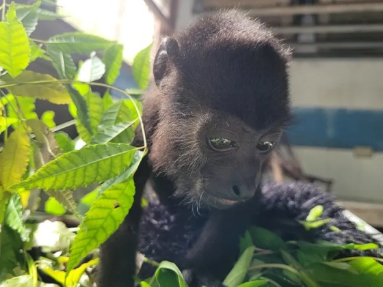 Mapaches, tucanes y zarigüeyas: 14 animales fueron liberados en el Parque Yaxhá Nakum Naranjo