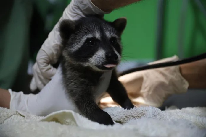 Mapaches, tucanes y zarigüeyas: 14 animales fueron liberados en el Parque Yaxhá Nakum Naranjo