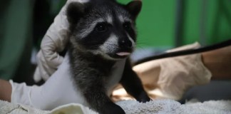Mapaches, tucanes y zarigüeyas: 14 animales fueron liberados en el Parque Yaxhá Nakum Naranjo
