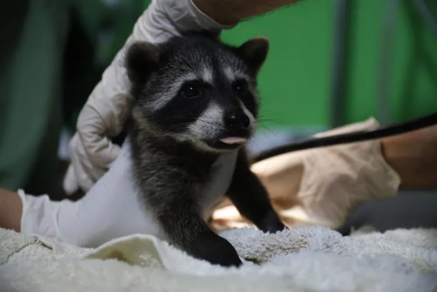 Mapaches, tucanes y zarigüeyas: 14 animales fueron liberados en el Parque Yaxhá Nakum Naranjo