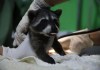 Mapaches, tucanes y zarigüeyas: 14 animales fueron liberados en el Parque Yaxhá Nakum Naranjo