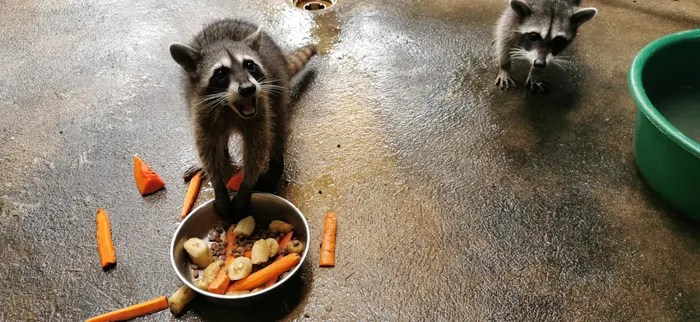 Mapaches, tucanes y zarigüeyas: 14 animales fueron liberados en el Parque Yaxhá Nakum Naranjo