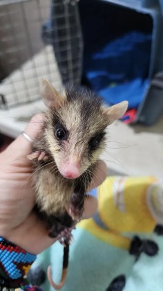 Mapaches, tucanes y zarigüeyas: 14 animales fueron liberados en el Parque Yaxhá Nakum Naranjo