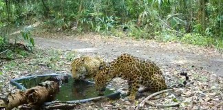 Archivo de jaguares en la Reserva de la Biosfera Maya. Foto La Hora: WCS-Guatemala