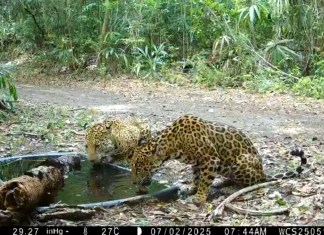 Dos majestuosos jaguares fueron captados por las cámaras trampa de Wildlife Conservation Society Program (WCS-Guatemala). Foto La Hora: WCS-Guatemala