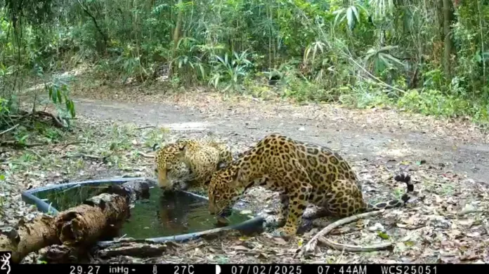 Dos majestuosos jaguares fueron captados por las cámaras trampa de Wildlife Conservation Society Program (WCS-Guatemala). Foto La Hora: WCS-Guatemala Archivo de jaguares en la Reserva de la Biosfera Maya. Foto La Hora: WCS-Guatemala