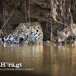 jaguares