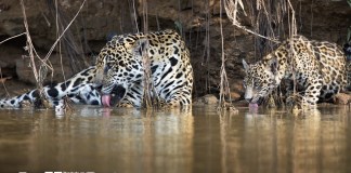 jaguares