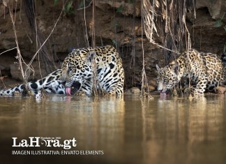 jaguares