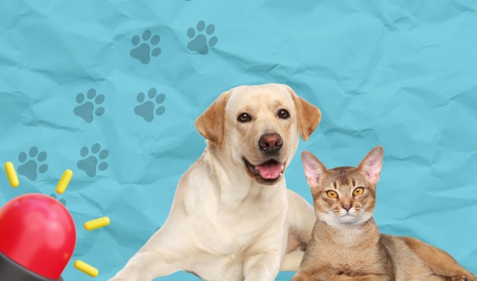 mascotas kit de emergencia