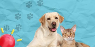 mascotas kit de emergencia