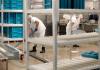 Detenidos en el centro de Tacoma, Washington, realizaban tareas de limpieza en espacios de cocina. Foto La Hora / Vía Telemundo - Ted S. Warren / AP