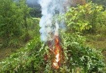 Operación "Huracán de Fuego": Erradican plantaciones marihuana y coca valorados en más de Q4 millones