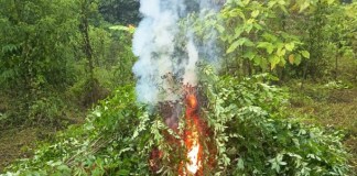 Operación "Huracán de Fuego": Erradican plantaciones marihuana y coca valorados en más de Q4 millones