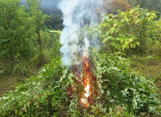 Operación "Huracán de Fuego": Erradican plantaciones marihuana y coca valorados en más de Q4 millones
