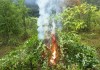 Operación "Huracán de Fuego": Erradican plantaciones marihuana y coca valorados en más de Q4 millones