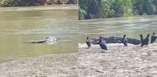 Cocodrilos