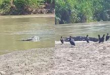 Captan a cocodrilos en la orilla del río Polochic en Alta Verapaz Cocodrilos