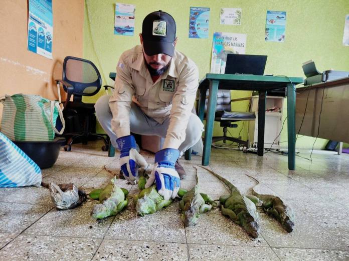 Conap decomisa iguanas que eran transportadas en recipientes de plásticos y costales por Retalhuleu