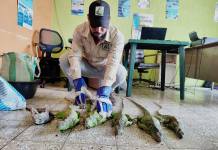 Conap decomisa iguanas que eran transportadas en recipientes de plásticos y costales por Retalhuleu