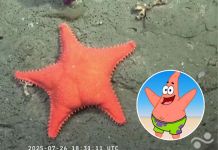 estrella de mar